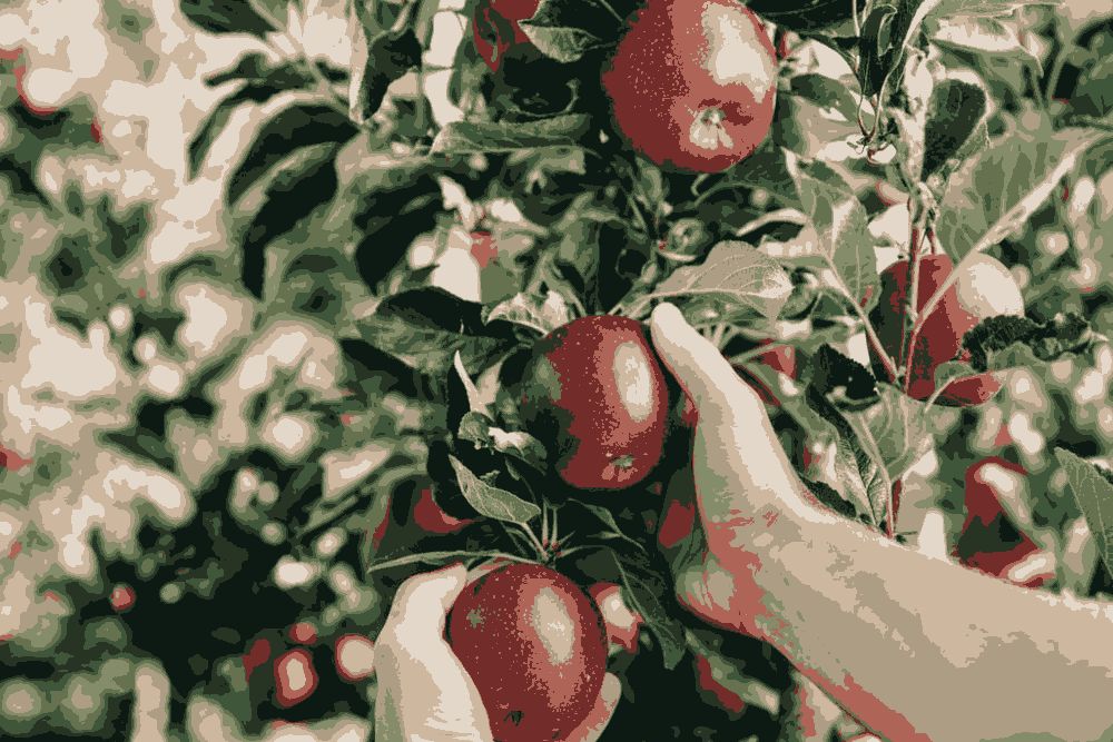 Freshly harvested mountain apples.